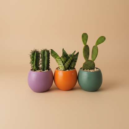 Minis Sets (Potted) - Plantcultcairo