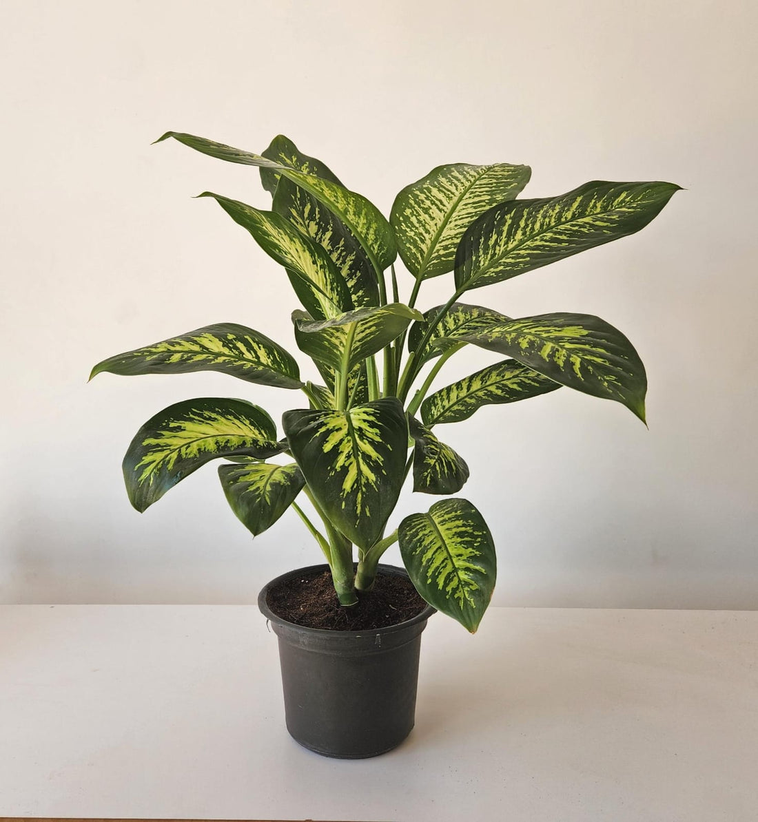 Dieffenbachia Tropic Snow