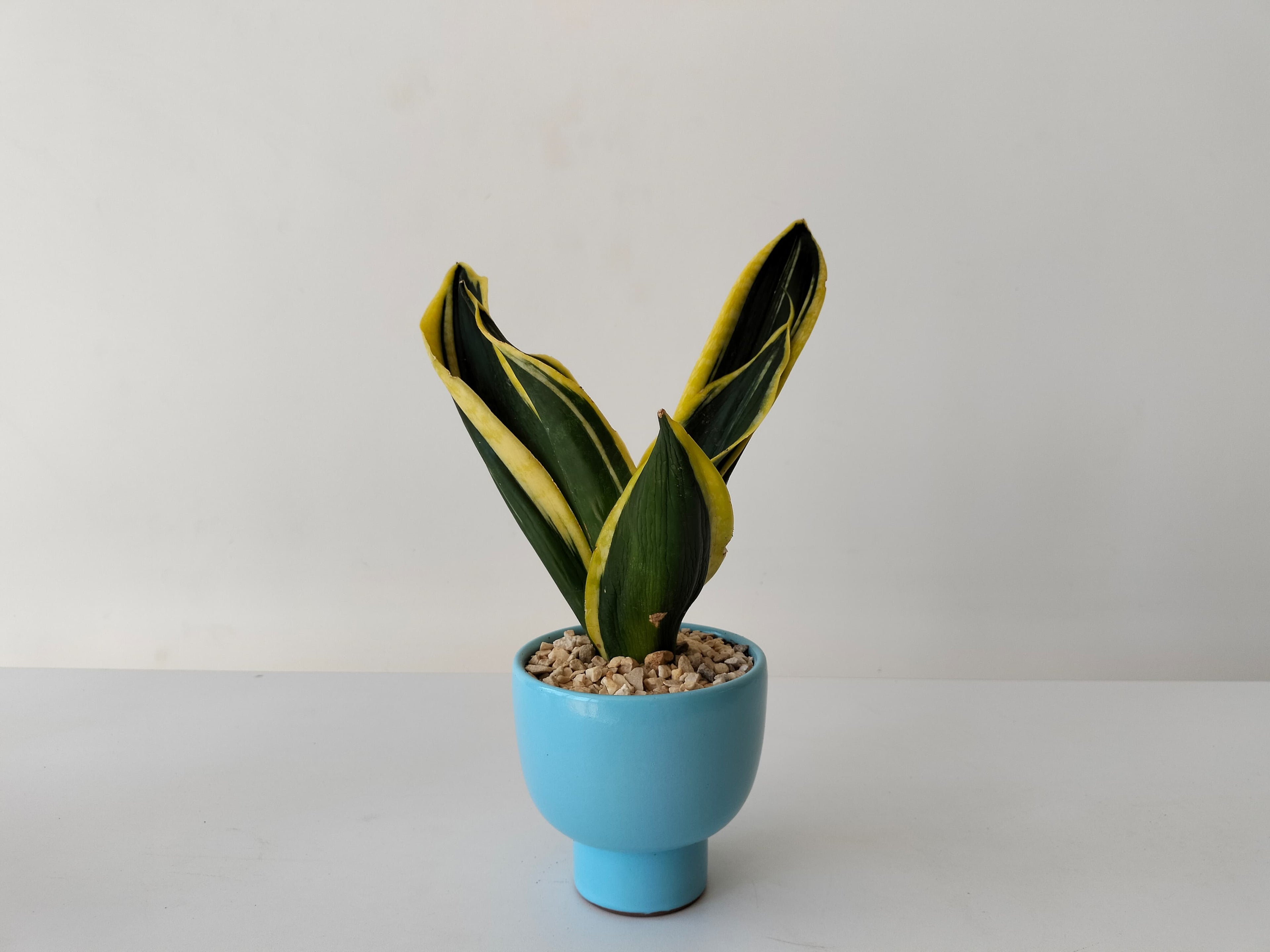 Snake Plant Golden Flame