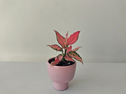 Aglaonema Pink Dalmatian