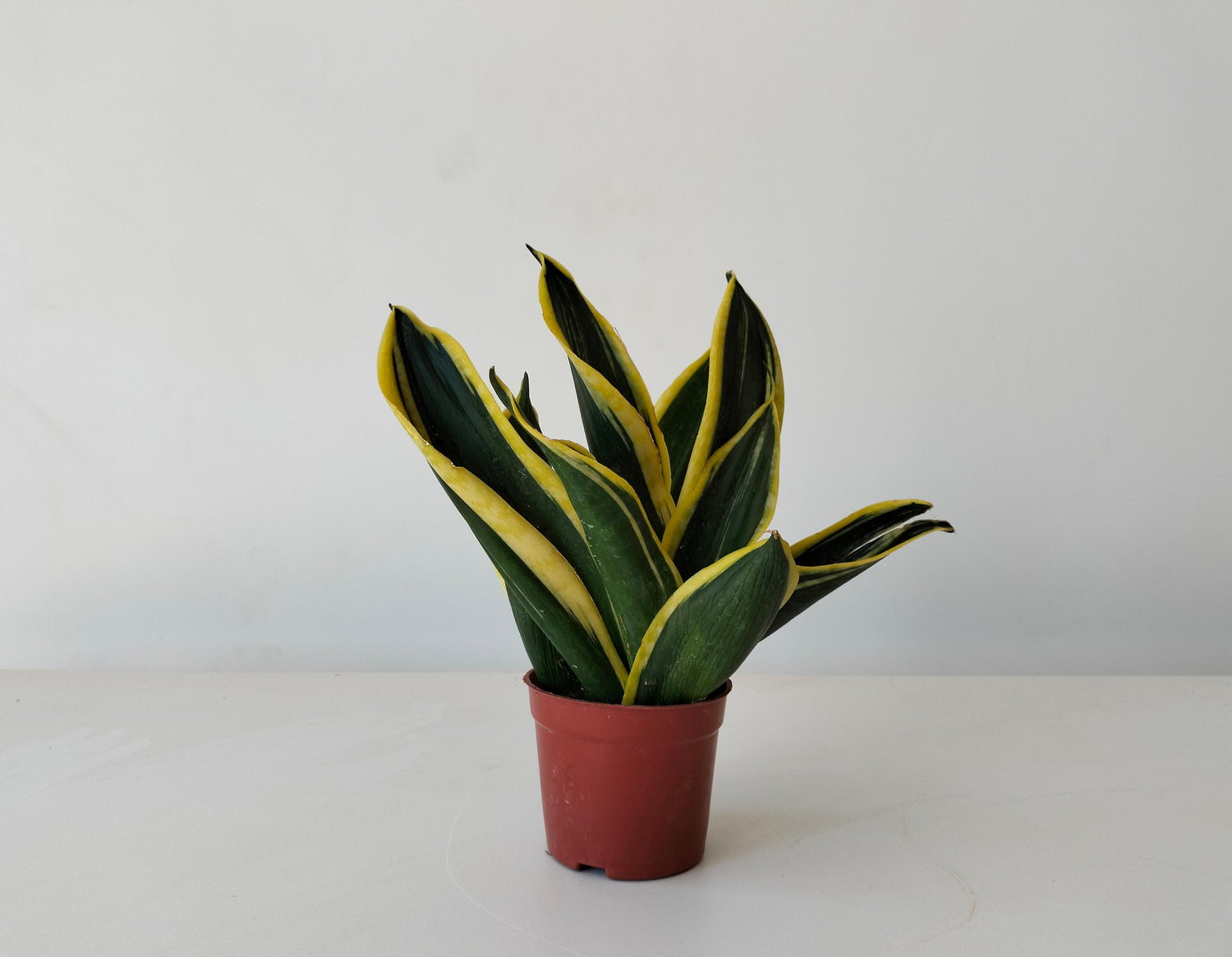 Snake Plant Golden Flame