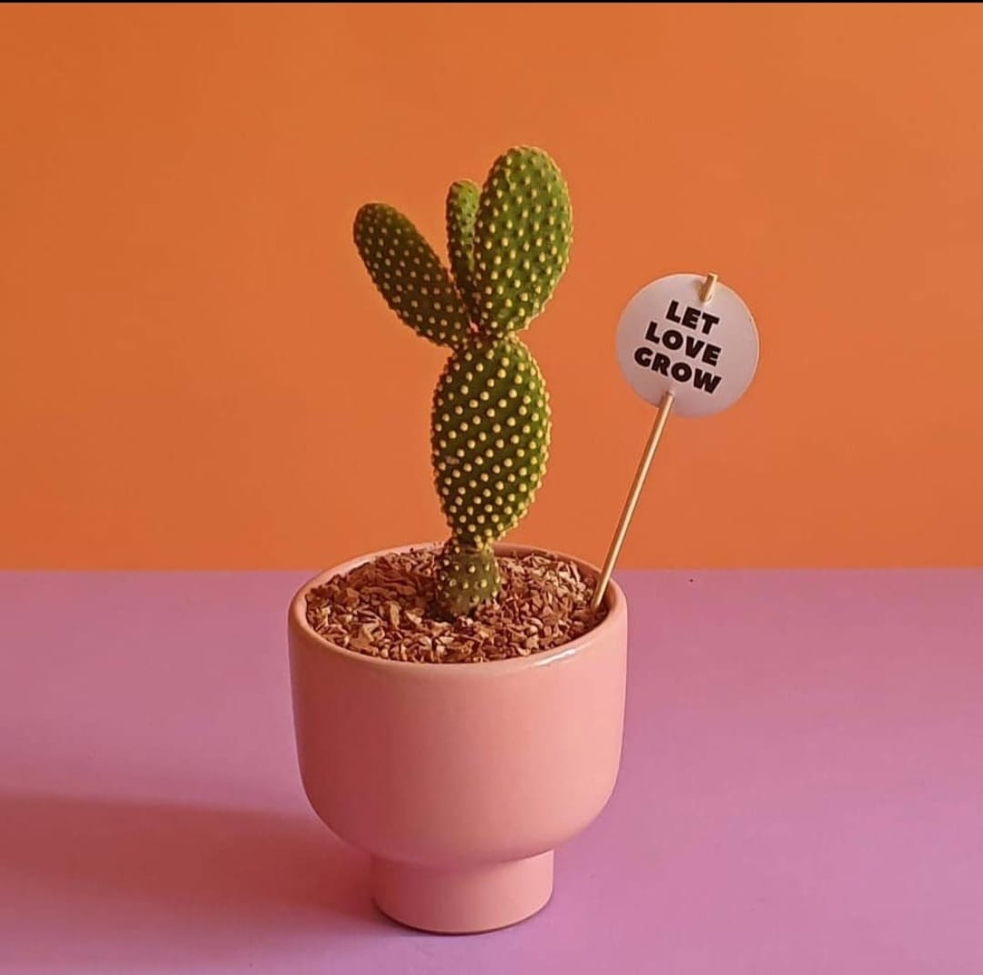 Bunny ear cactus