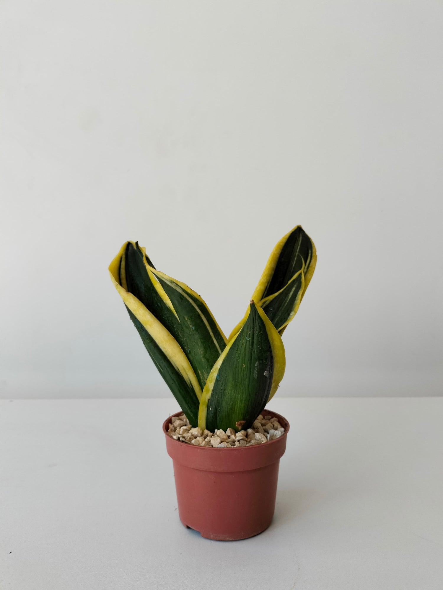 Snake Plant Golden Flame