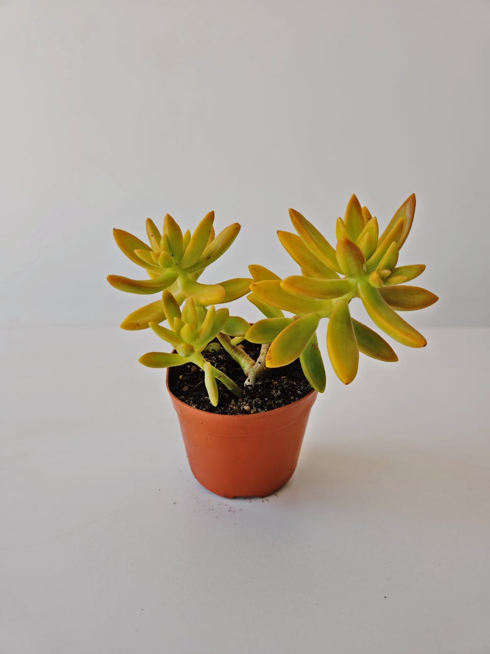 Coppertone Sedum