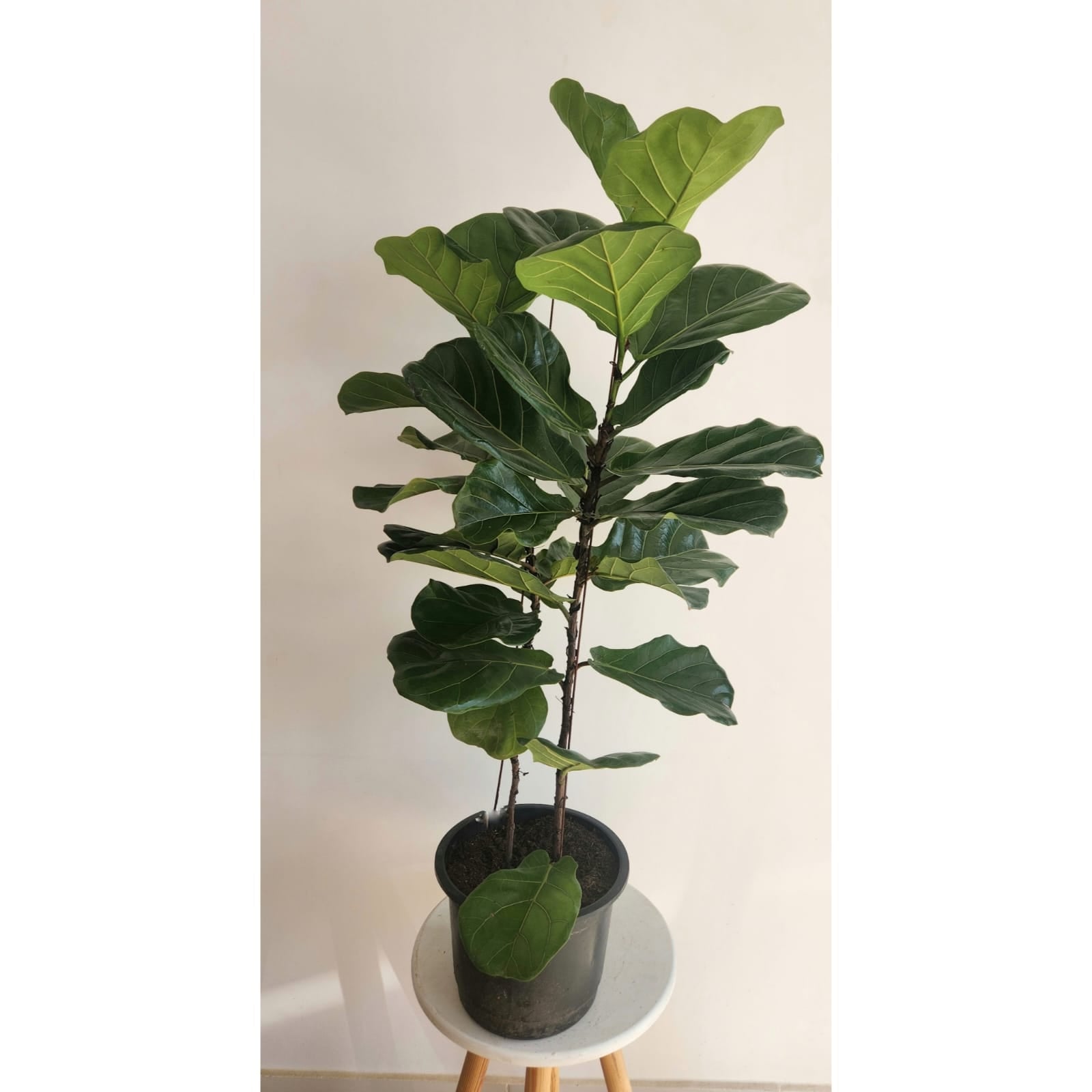 Fiddle leaf fig