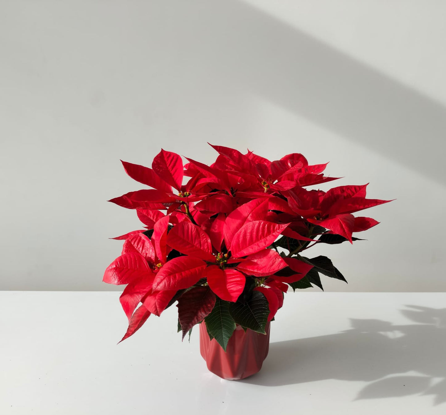 Christmas Poinsettia Bundles
