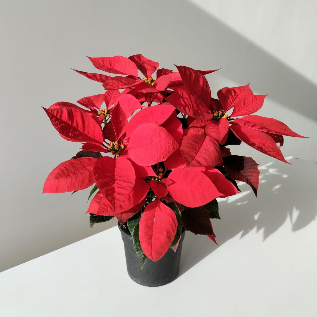 Christmas Poinsettia Bundles