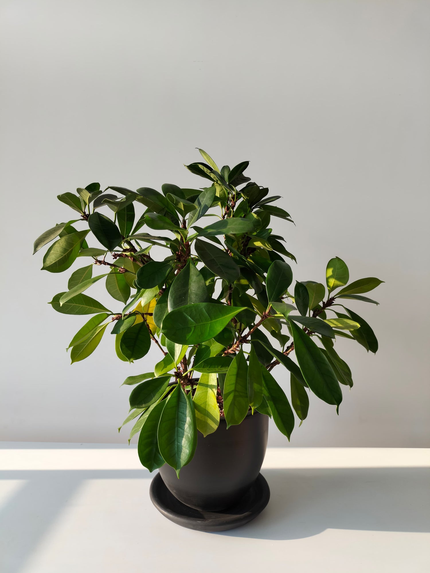 Ficus cyathistipula