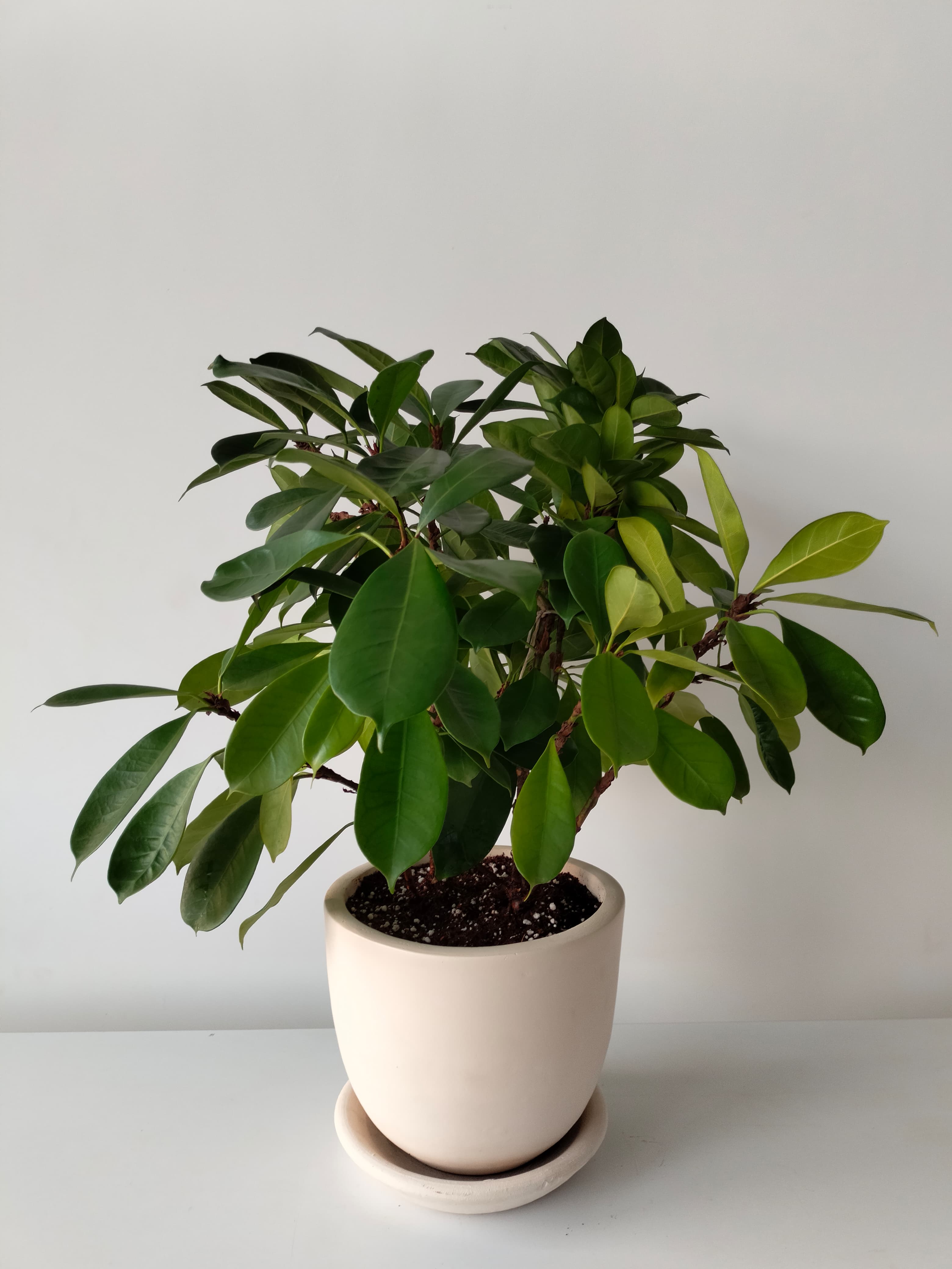 Ficus cyathistipula