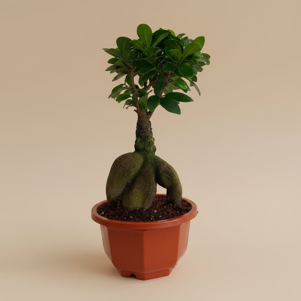 bonsai tree egypt Ficus Bonsai