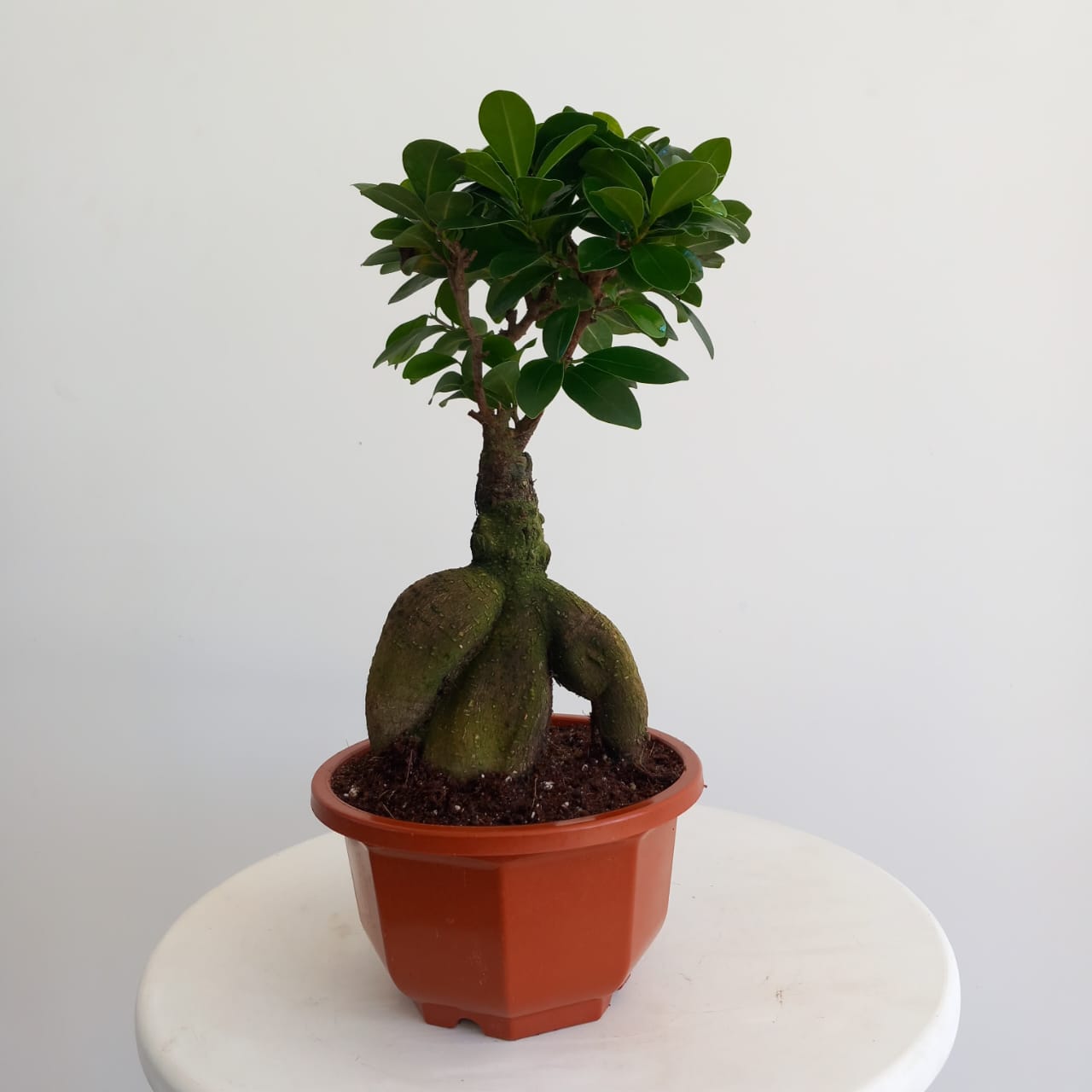 Ficus Bonsai