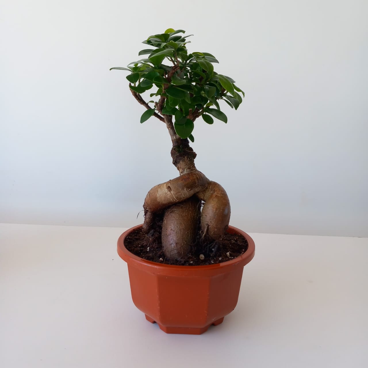 Ficus Bonsai