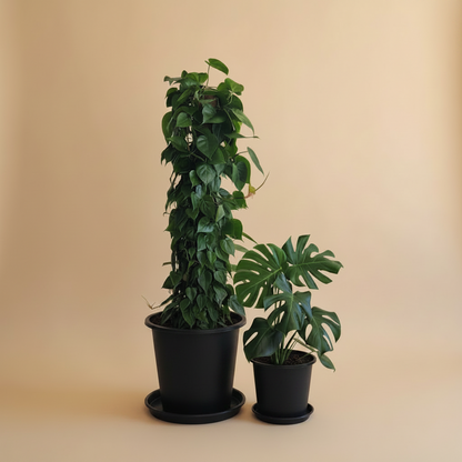 Low Light Plant Duos - Large Size - Plantcultcairo
