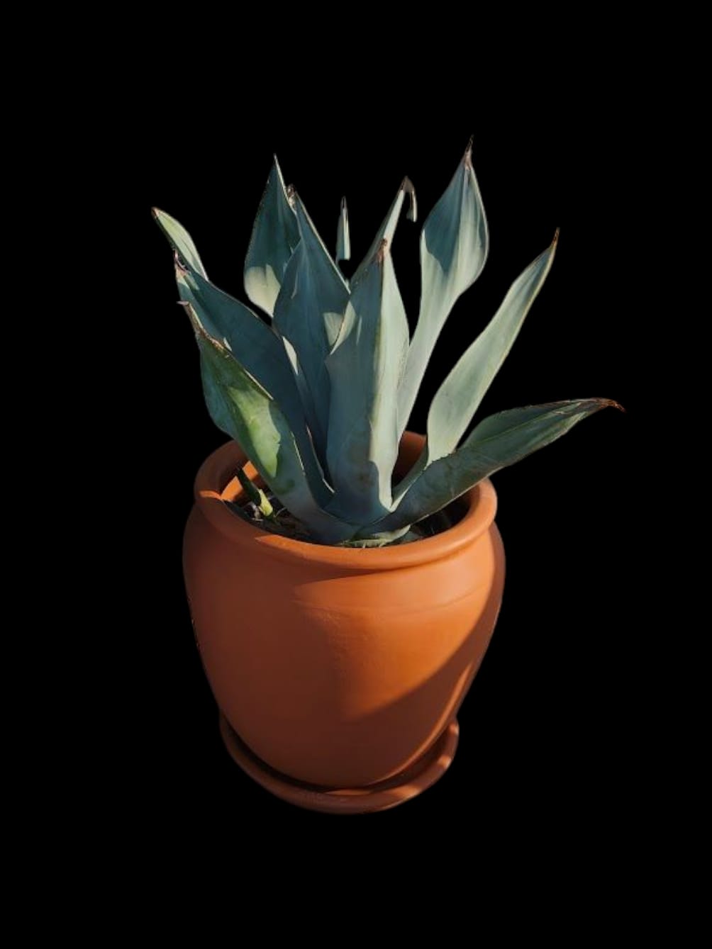 Agave weberi