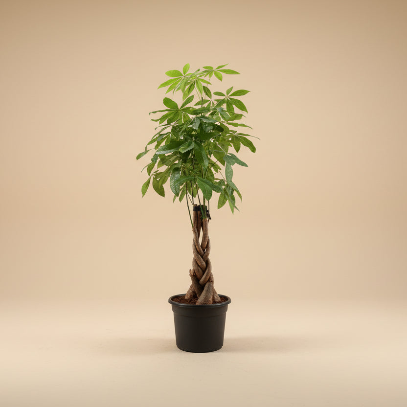 ikea money tree plant Money Tree - Easy Care Houseplant