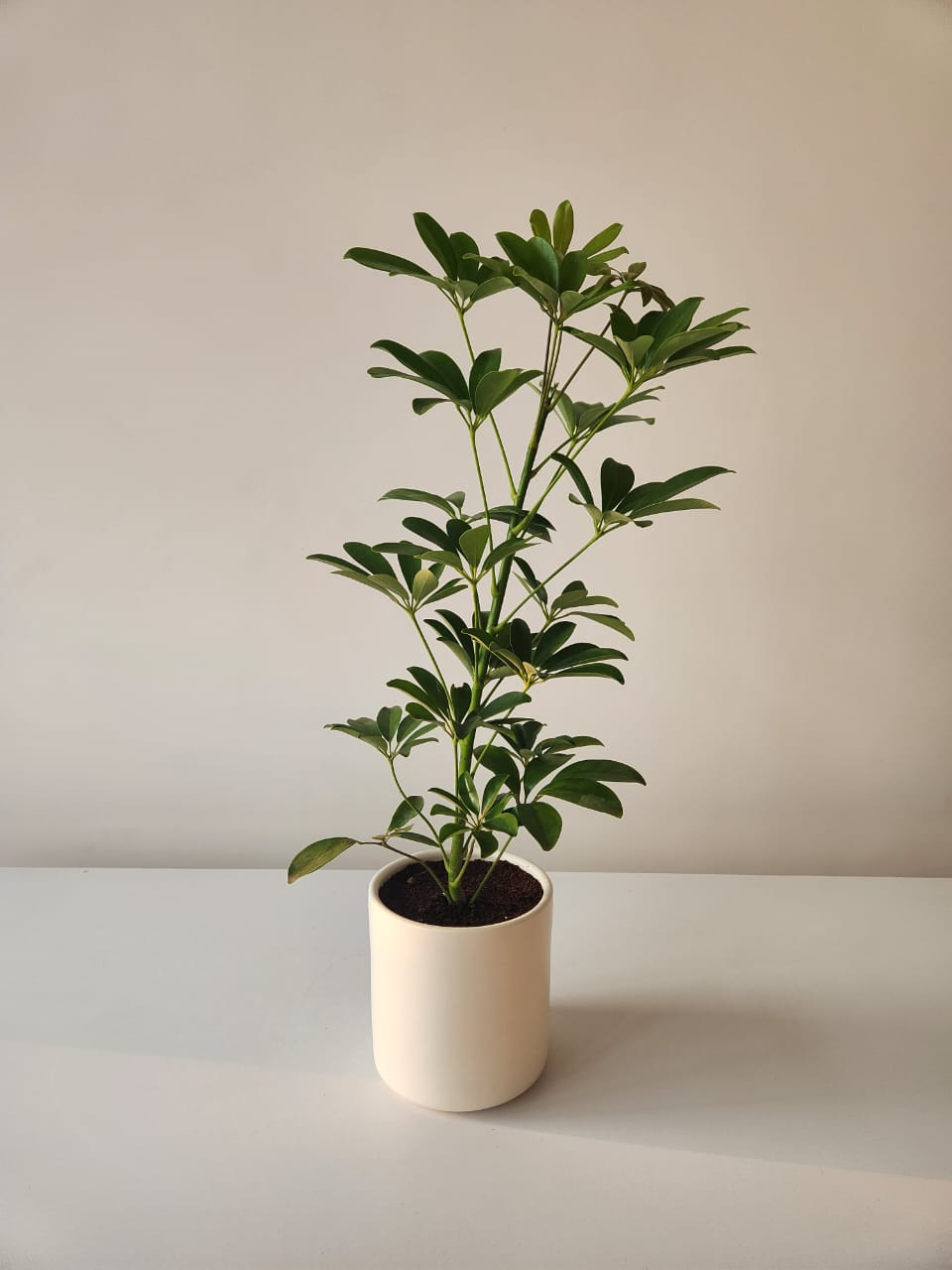 Schefflera