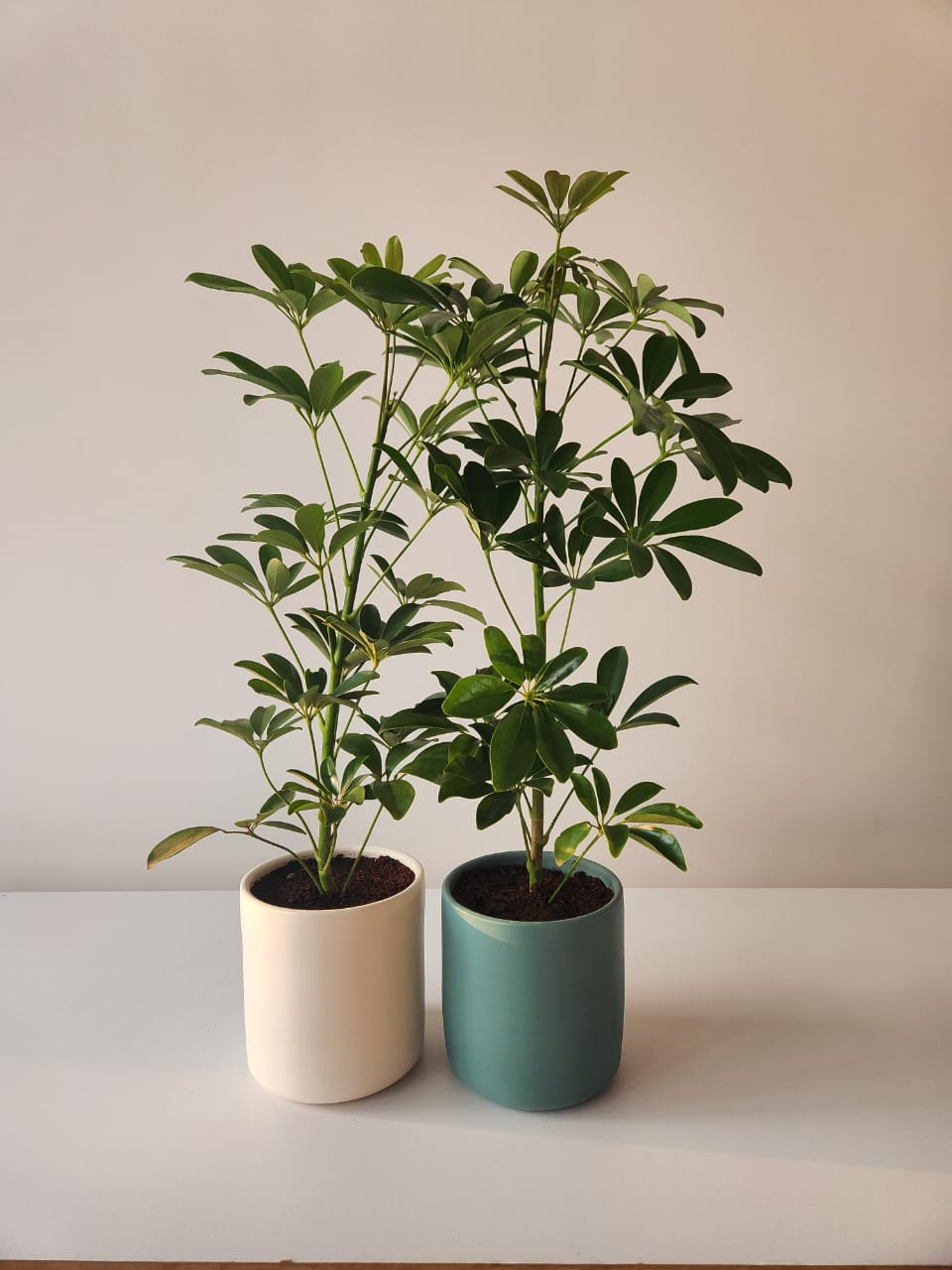 Schefflera