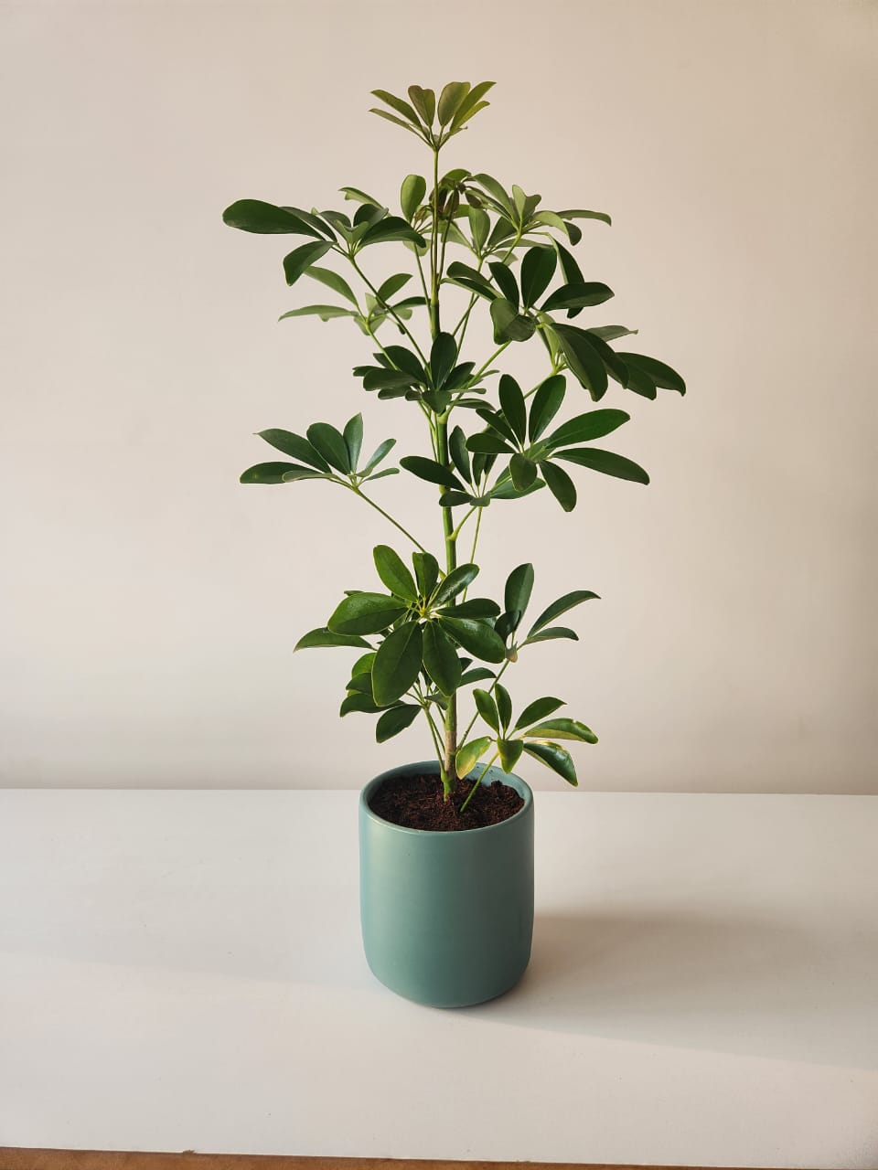 Schefflera