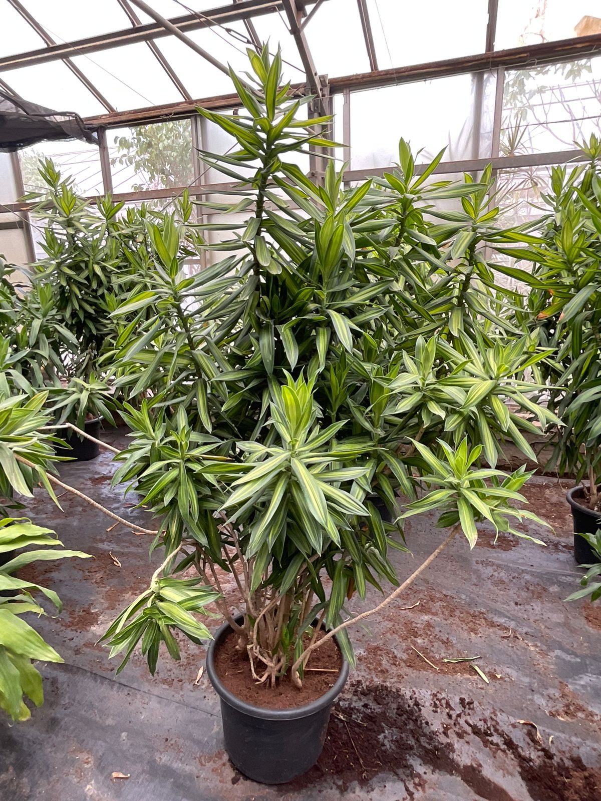 Dracena Jamaica