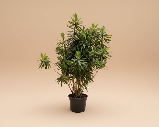 Draceana Jamaica - Plantcultcairo