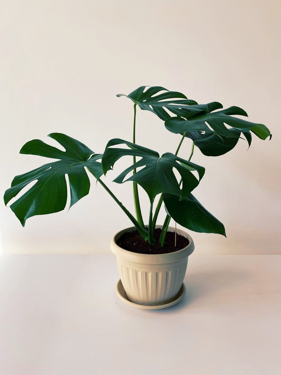 Monstera Deliciosa