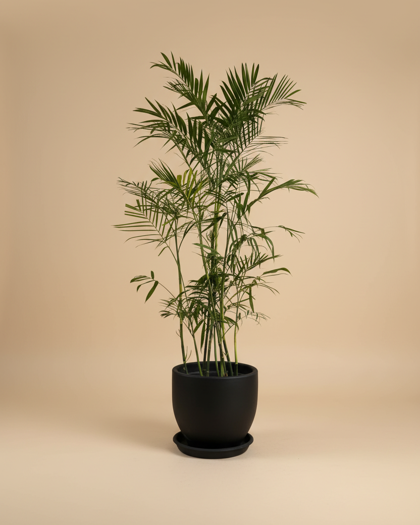 Chamaedorea Palm - Plantcultcairo