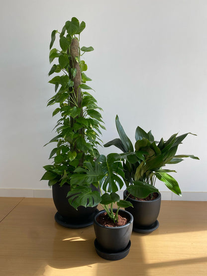 Large Low Light Plant Trios - Black Plastic Pots