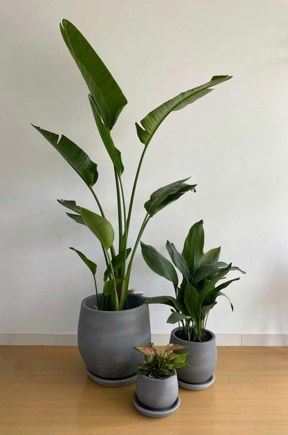 Large Medium Light Plant Trios - Black Plastic Pots