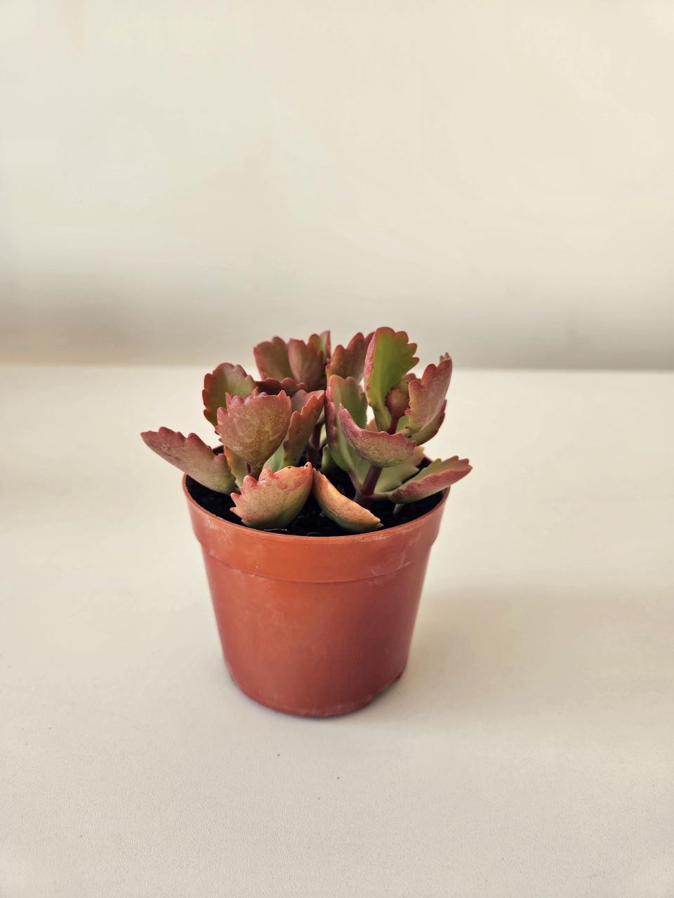 Bushveld Kalanchoe