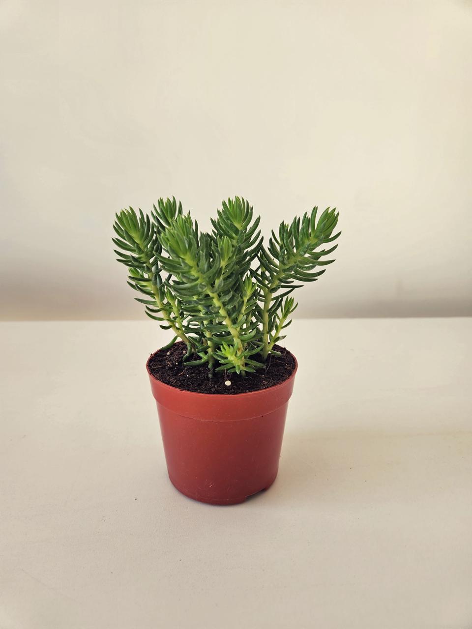 Crassula Tetragona