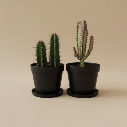 Outdoor Duo, Medium - Plantcultcairo