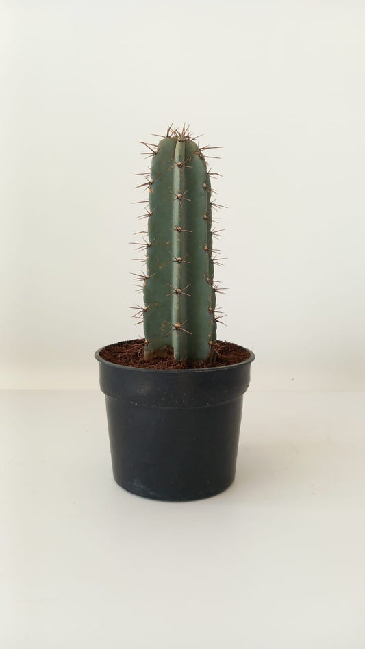 Stenocereus Griseus Cactus
