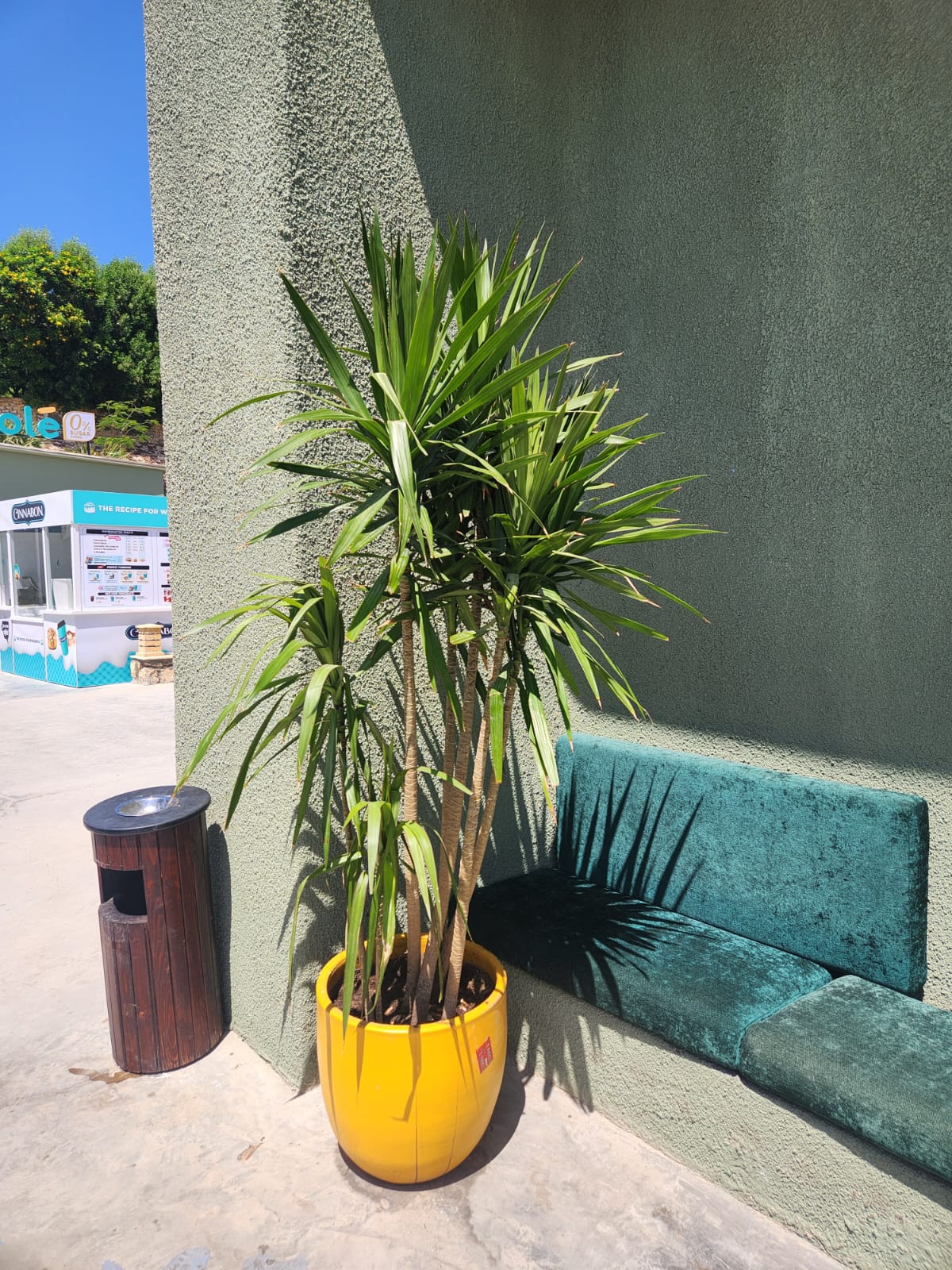 Outdoor Dracena