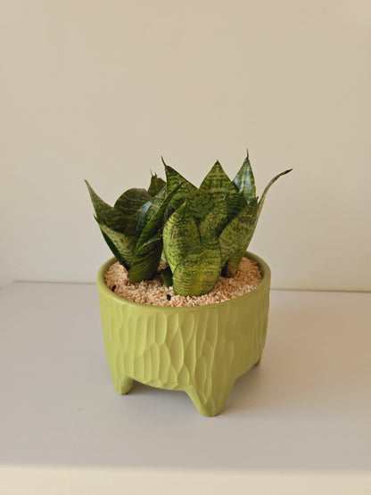 Legged Textured Planter Medium