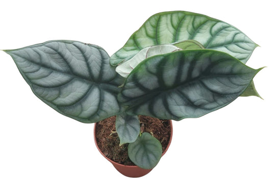 Alocasia Silver Dragon