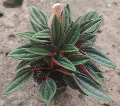 Peperomia Rosso