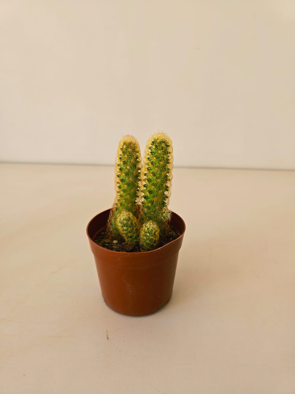 Mammillaria elongata