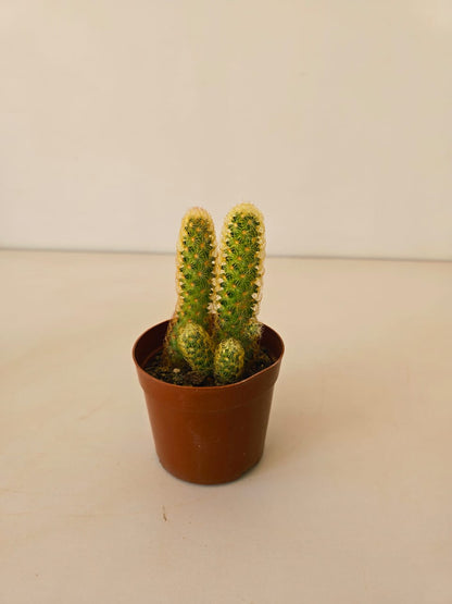 Mammillaria elongata