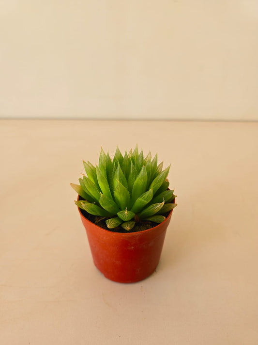 Haworthia mucronata