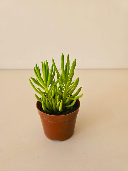 Senecio barbertonicus