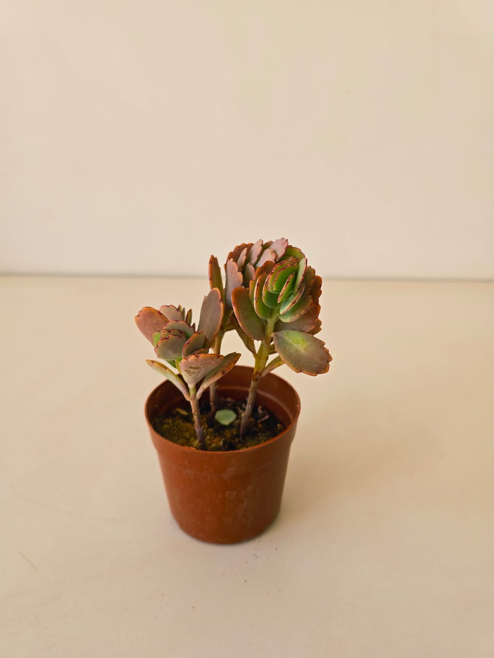 Kalanchoe fedtschenkoi