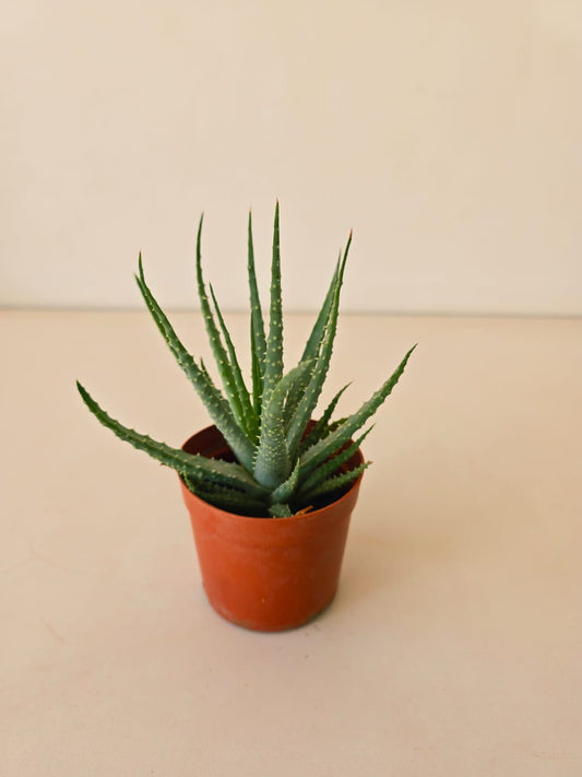 Aloe humilis