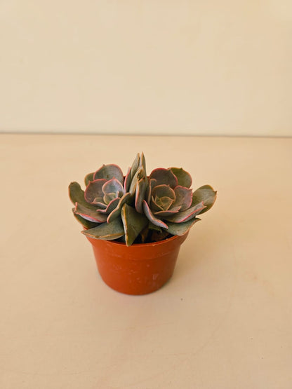 Echeveria