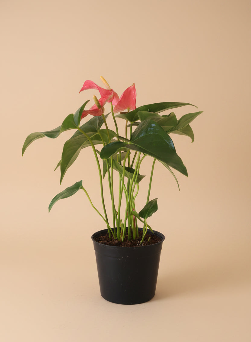 anthurium plant won& 39 Pink Anthurium