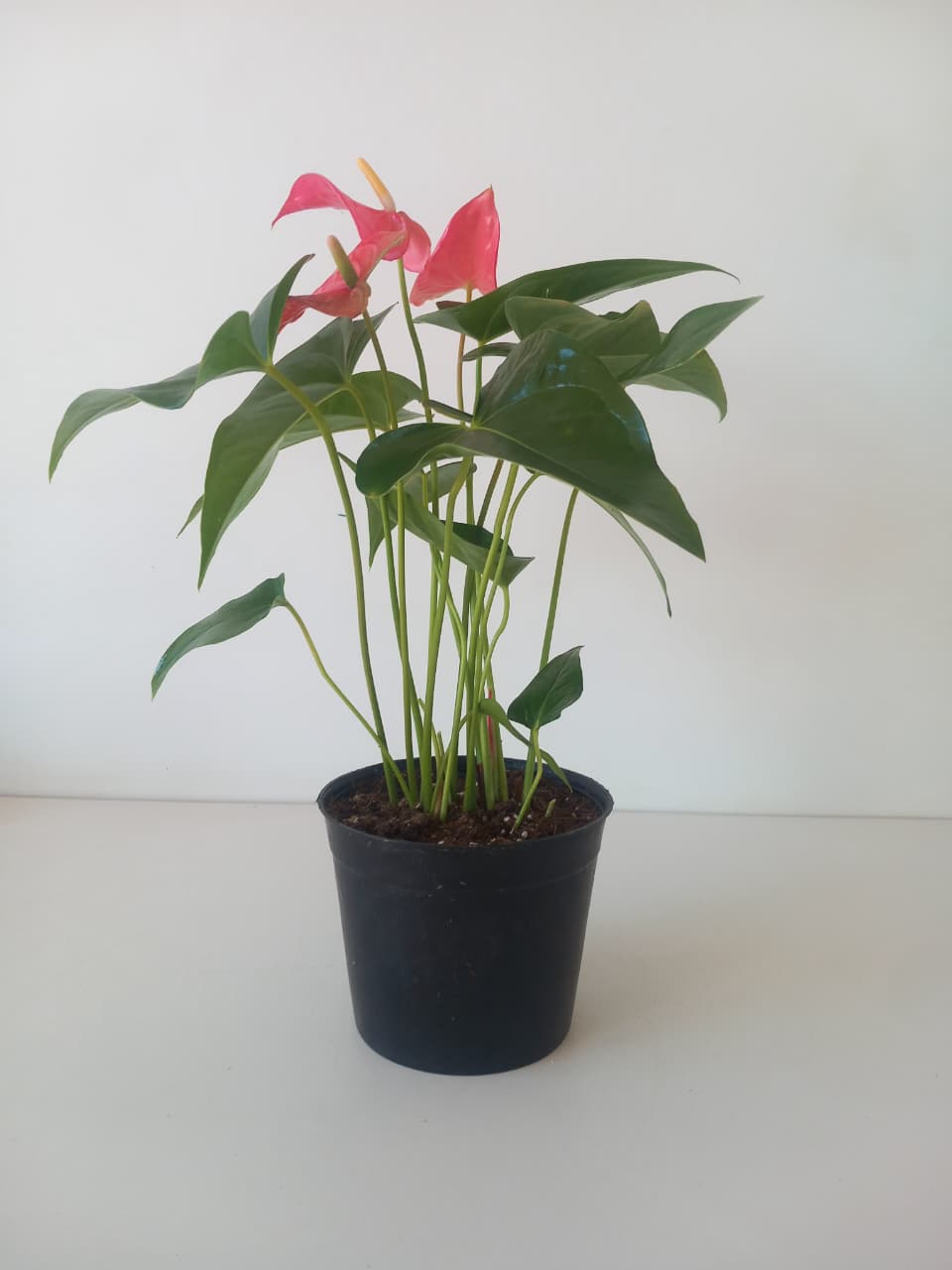 Pink Anthurium - Plantcultcairo