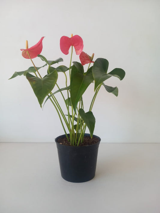 Pink Anthurium