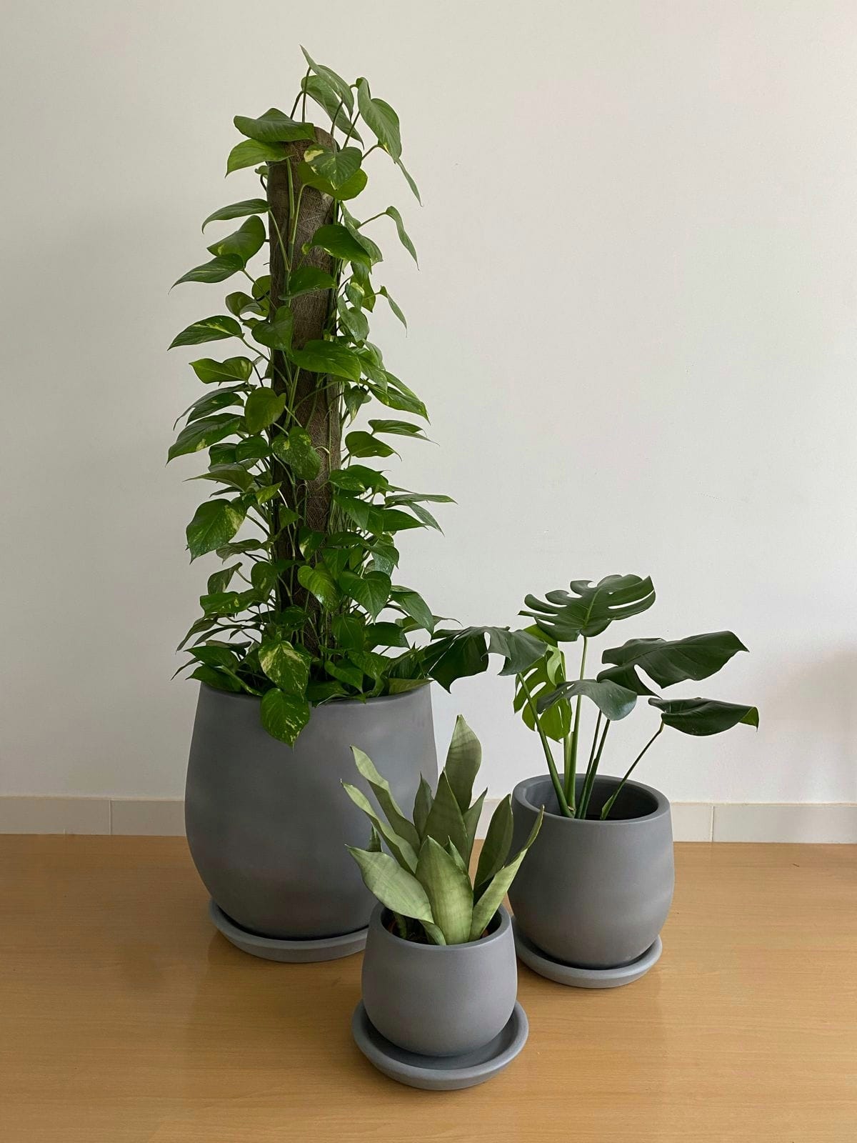 Large Low Light Plant Trios - Black Plastic Pots