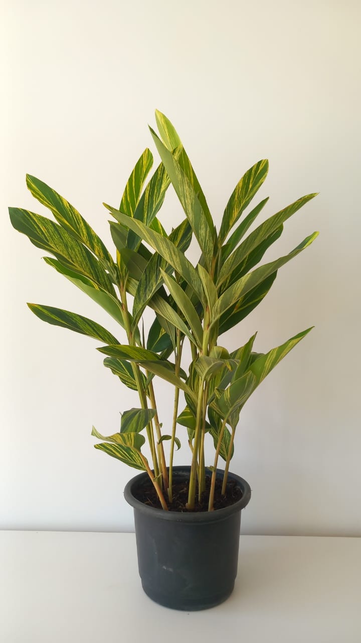 Alpinia, Variegated