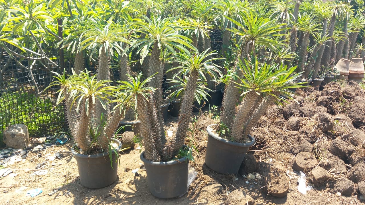 Madagascar Palm