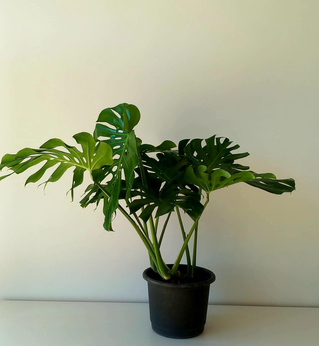 Monstera Deliciosa